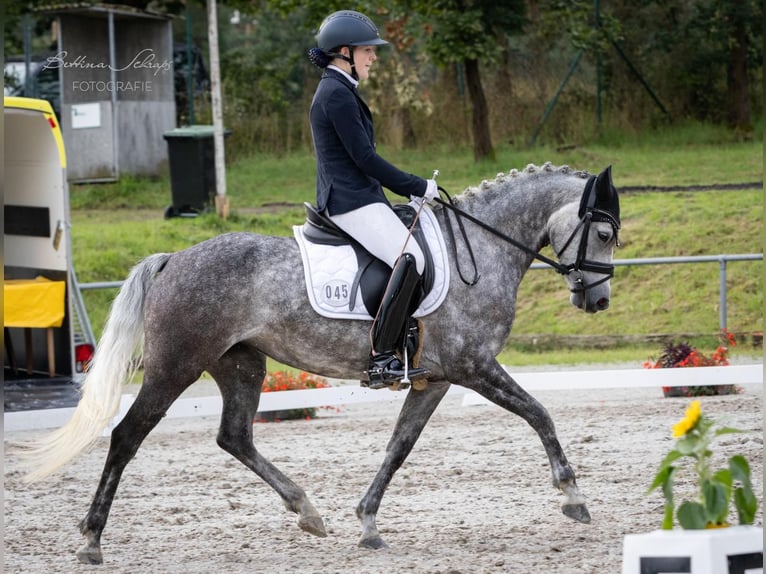 Duitse rijpony Merrie 6 Jaar 147 cm Schimmel in Egestorf