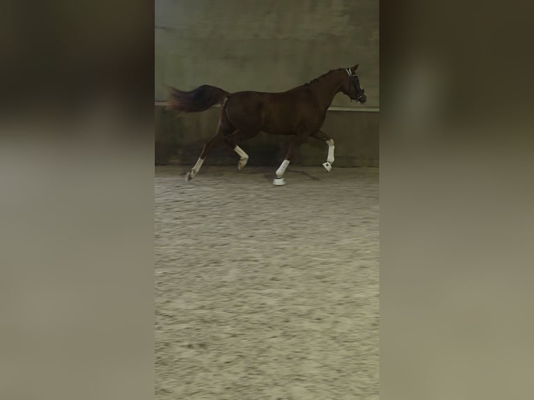 Duitse rijpony Merrie 6 Jaar 147 cm Vos in Lommel