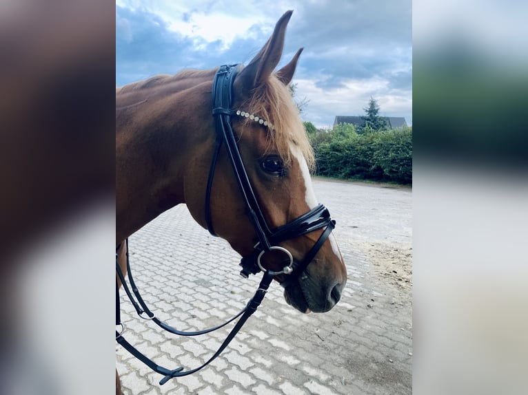 Duitse rijpony Merrie 6 Jaar 147 cm Vos in Wegberg