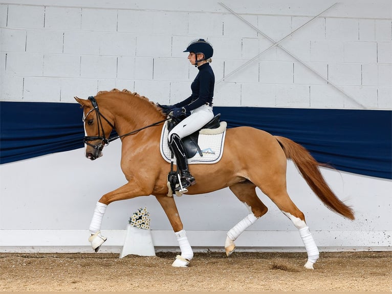 Duitse rijpony Merrie 6 Jaar 147 cm Vos in Marsberg