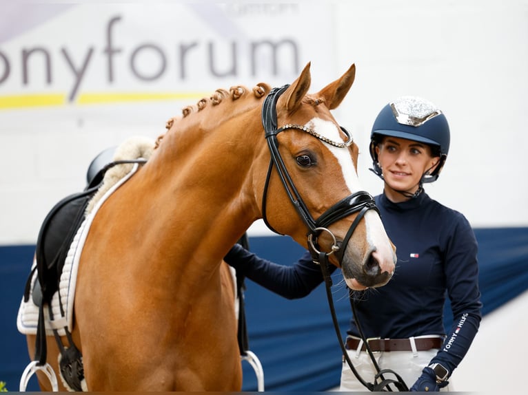 Duitse rijpony Merrie 6 Jaar 147 cm Vos in Marsberg