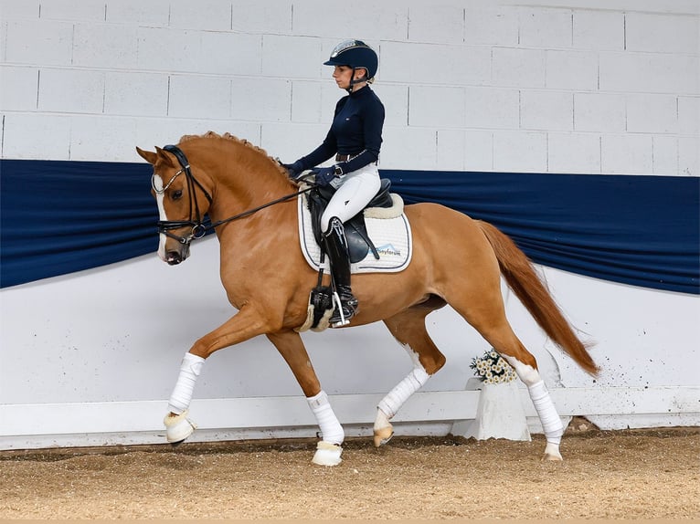 Duitse rijpony Merrie 6 Jaar 147 cm Vos in Marsberg