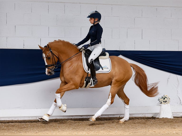 Duitse rijpony Merrie 6 Jaar 147 cm Vos in Marsberg