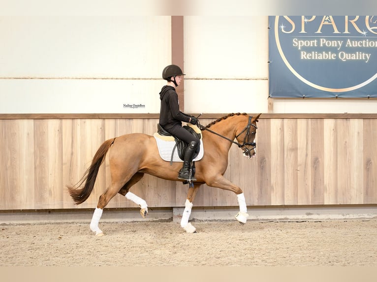 Duitse rijpony Merrie 6 Jaar 147 cm Vos in Oost West en Middelbeers