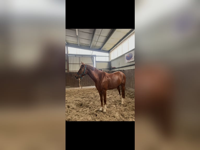 Duitse rijpony Merrie 6 Jaar 147 cm Vos in Duvensee