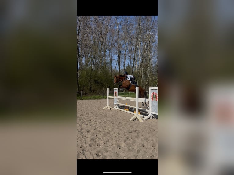 Duitse rijpony Merrie 6 Jaar 147 cm Vos in Duvensee