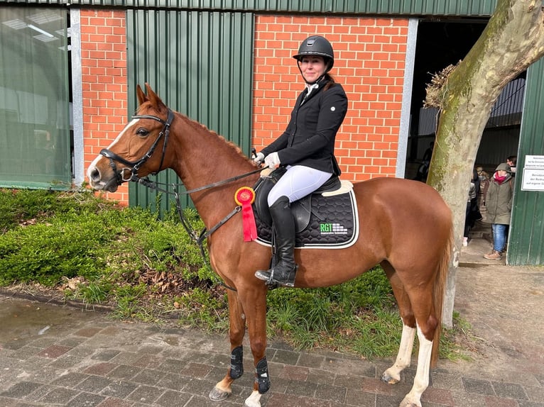 Duitse rijpony Merrie 6 Jaar 147 cm Vos in Grevenbroich