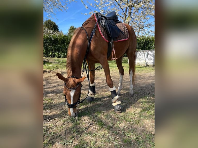 Duitse rijpony Merrie 6 Jaar 147 cm Vos in Grevenbroich