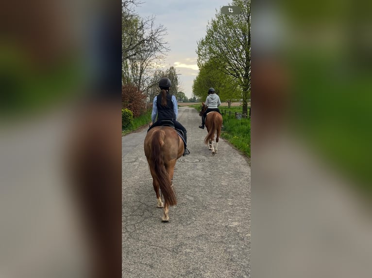 Duitse rijpony Merrie 6 Jaar 147 cm Vos in Grevenbroich