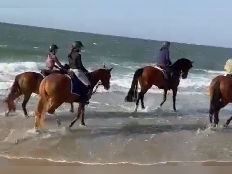 Duitse rijpony Merrie 6 Jaar 147 cm Vos in Grevenbroich