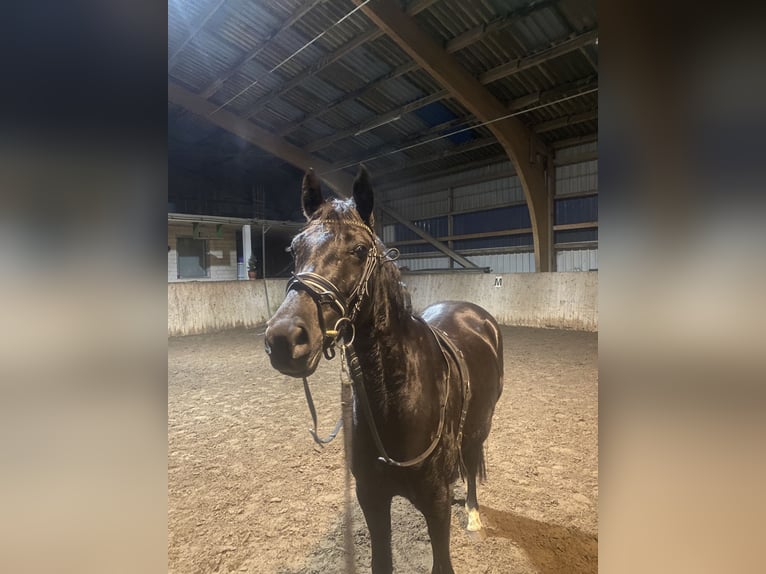 Duitse rijpony Merrie 6 Jaar 147 cm Zwart in Norderstedt