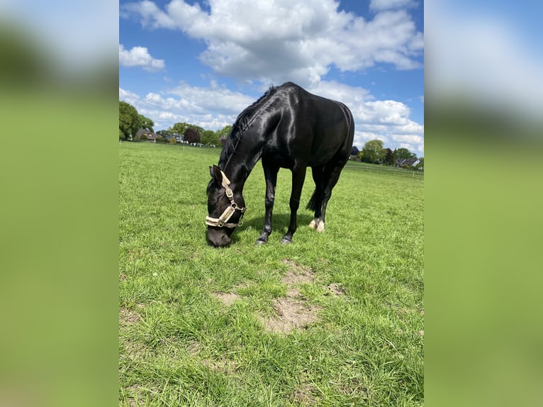 Duitse rijpony Merrie 6 Jaar 147 cm Zwart in Norderstedt