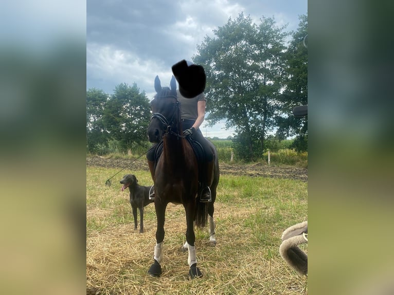 Duitse rijpony Merrie 6 Jaar 147 cm Zwart in Norderstedt