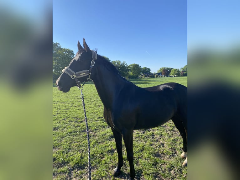 Duitse rijpony Merrie 6 Jaar 147 cm Zwart in Norderstedt