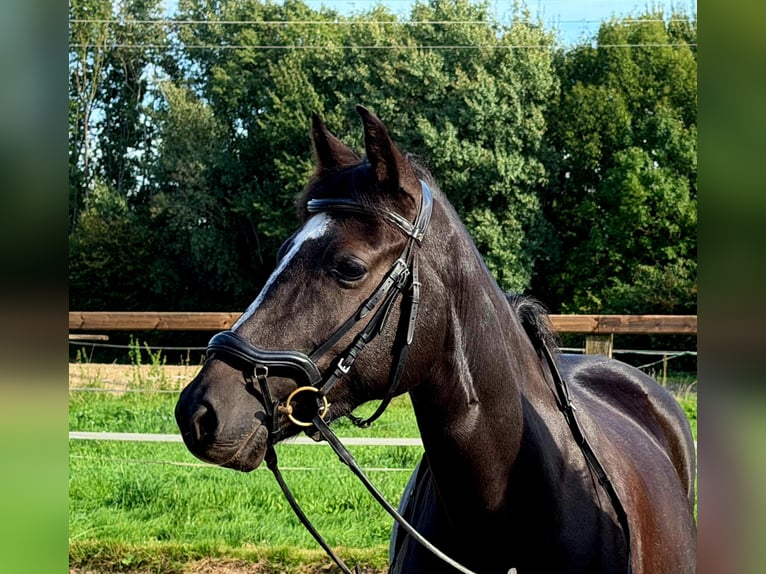 Duitse rijpony Merrie 6 Jaar 147 cm Zwart in Beelen