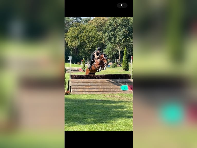 Duitse rijpony Merrie 6 Jaar 148 cm Bruin in Warendorf