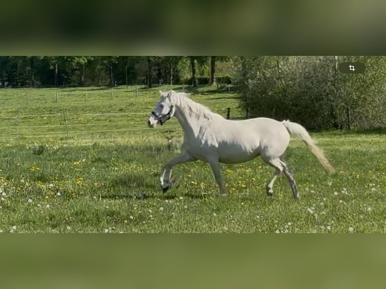 Duitse rijpony Merrie 6 Jaar 148 cm Cremello in Langwedel