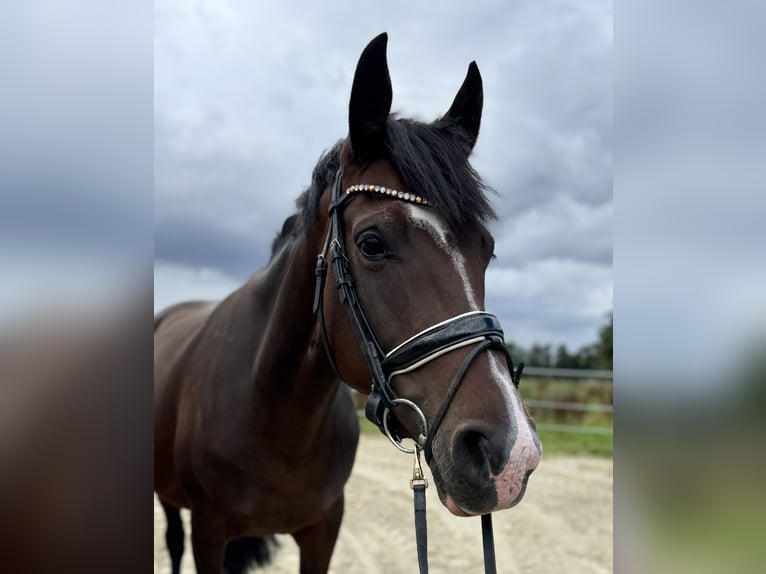 Duitse rijpony Merrie 6 Jaar 148 cm Donkerbruin in Bassum