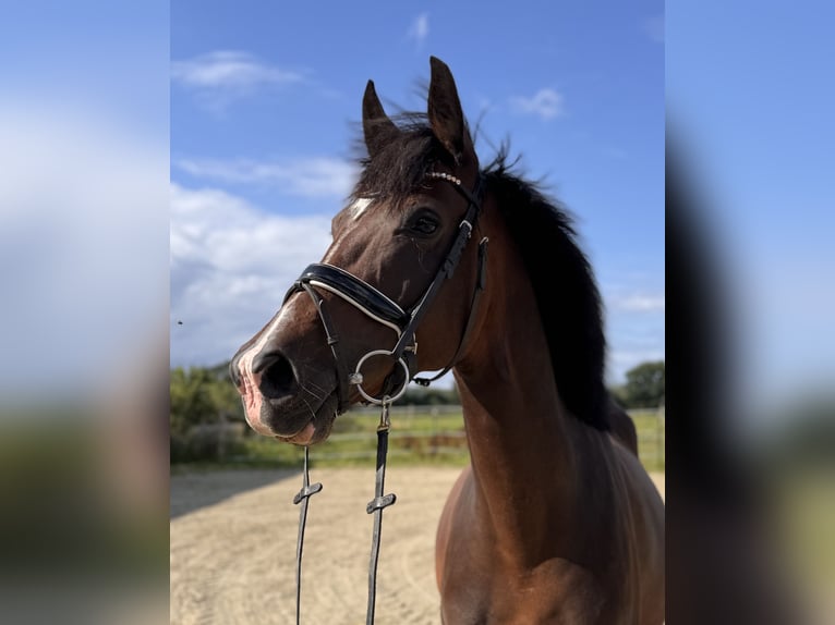 Duitse rijpony Merrie 6 Jaar 148 cm Donkerbruin in Bassum