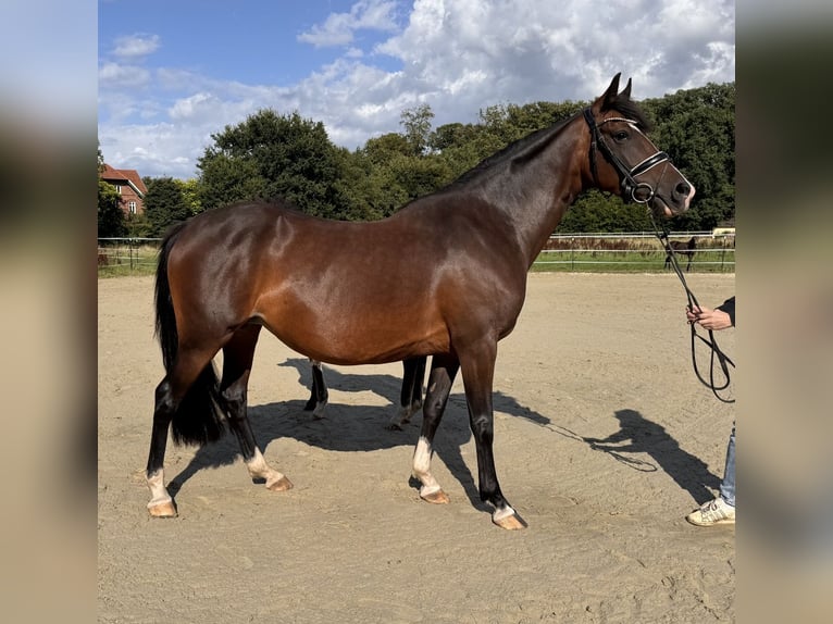 Duitse rijpony Merrie 6 Jaar 148 cm Donkerbruin in Bassum