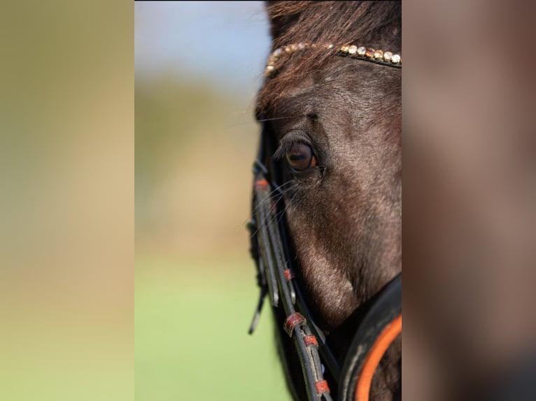 Duitse rijpony Merrie 6 Jaar 148 cm Donkerbruin in Teltow
