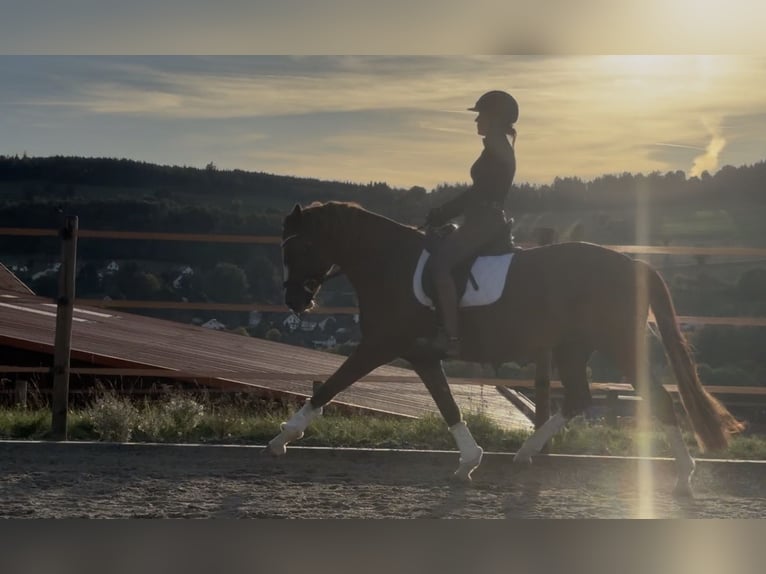 Duitse rijpony Merrie 6 Jaar 148 cm Donkere-vos in Hilders