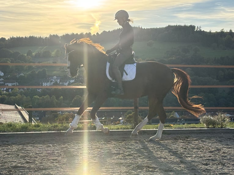 Duitse rijpony Merrie 6 Jaar 148 cm Donkere-vos in Hilders