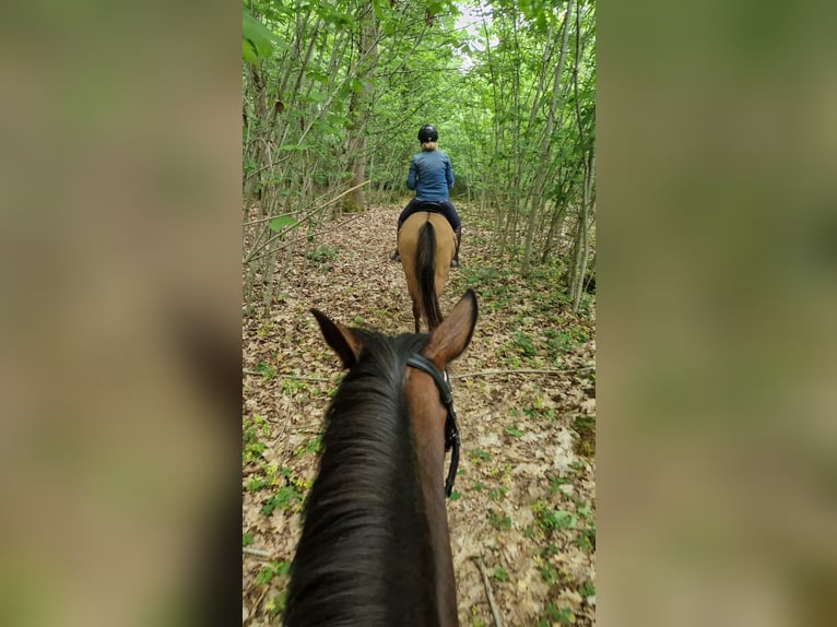 Duitse rijpony Merrie 6 Jaar 148 cm Falbe in Freiburg im Breisgau
