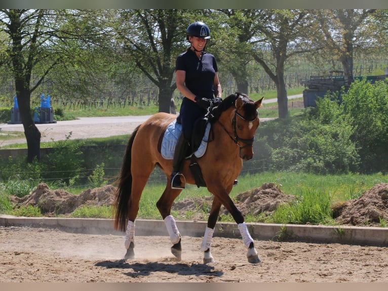 Duitse rijpony Merrie 6 Jaar 148 cm Falbe in Freiburg im Breisgau