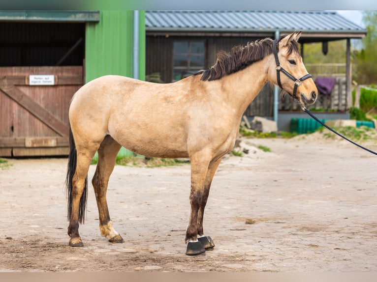 Duitse rijpony Merrie 6 Jaar 148 cm Falbe in Hartenholm