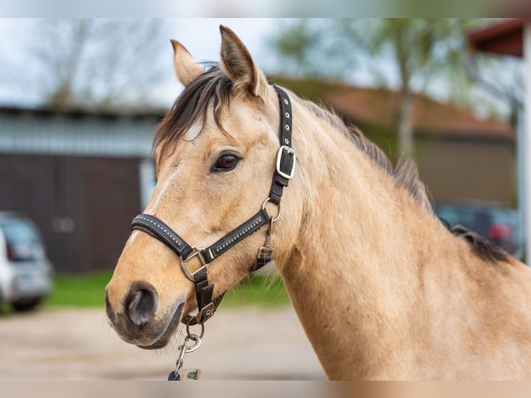 Duitse rijpony Merrie 6 Jaar 148 cm Falbe in Hartenholm