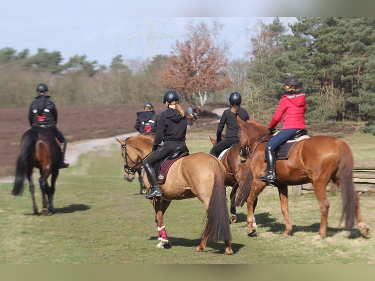 Duitse rijpony Merrie 6 Jaar 148 cm Falbe in Stuhr