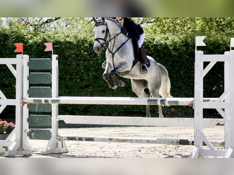 Duitse rijpony Merrie 6 Jaar 148 cm kan schimmel zijn in Werne