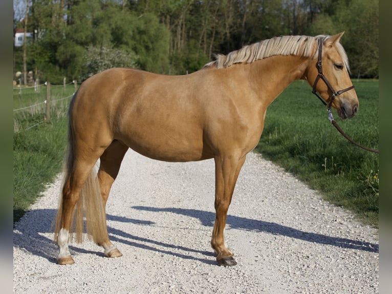 Duitse rijpony Merrie 6 Jaar 148 cm Palomino in Nersingen