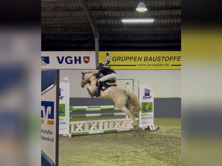 Duitse rijpony Merrie 6 Jaar 148 cm Palomino in Haren
