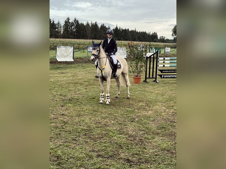 Duitse rijpony Merrie 6 Jaar 148 cm Palomino in Haren