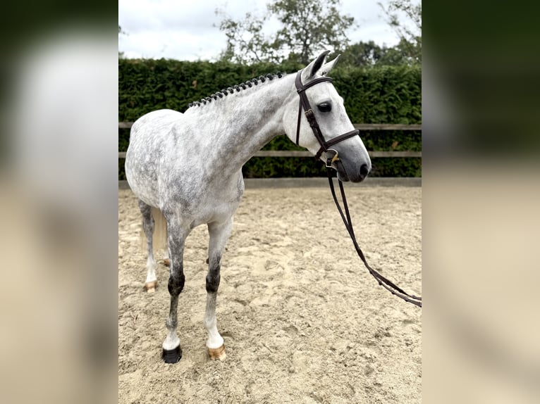 Duitse rijpony Merrie 6 Jaar 148 cm Schimmel in Lohne (Oldenburg)