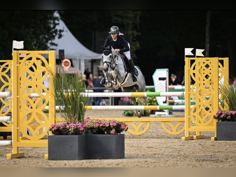 Duitse rijpony Merrie 6 Jaar 148 cm Schimmel in Lohne (Oldenburg)