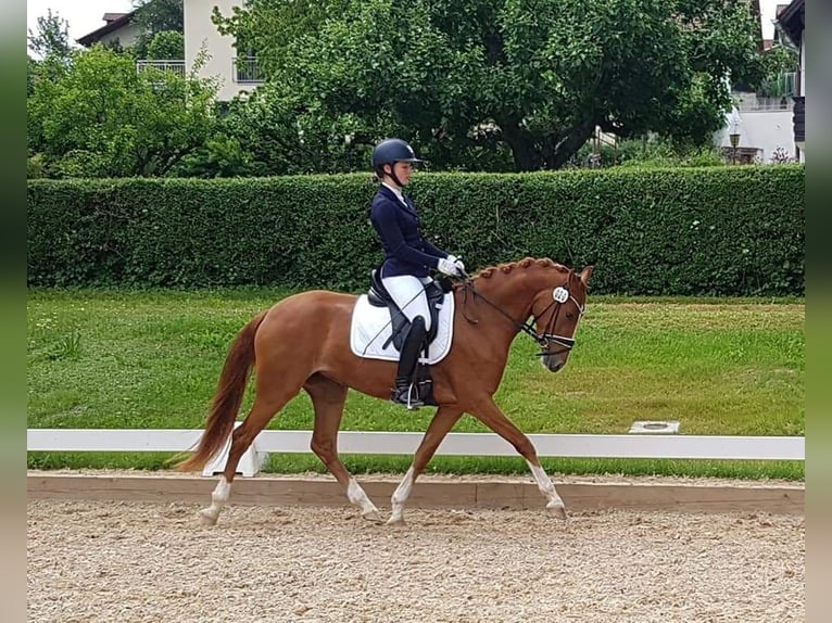 Duitse rijpony Merrie 6 Jaar 148 cm Vos in Plech