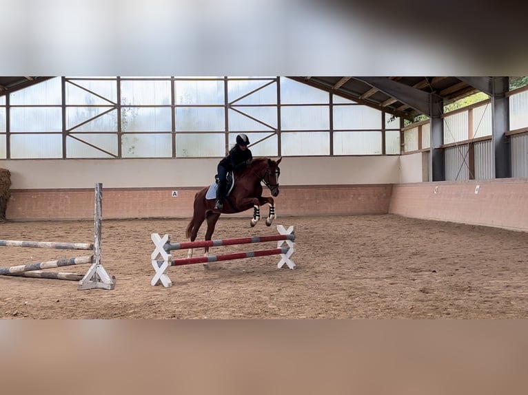 Duitse rijpony Merrie 6 Jaar 148 cm Vos in Plech