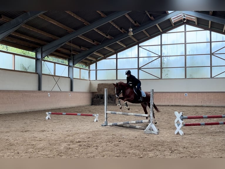 Duitse rijpony Merrie 6 Jaar 148 cm Vos in Plech