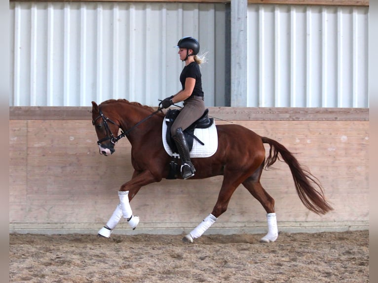 Duitse rijpony Merrie 6 Jaar 148 cm Vos in Plech