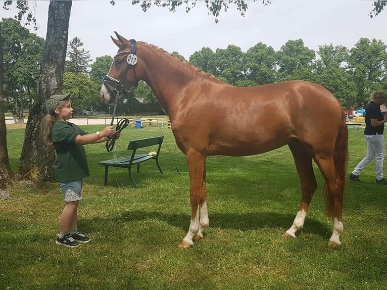 Duitse rijpony Merrie 6 Jaar 148 cm Vos in Plech