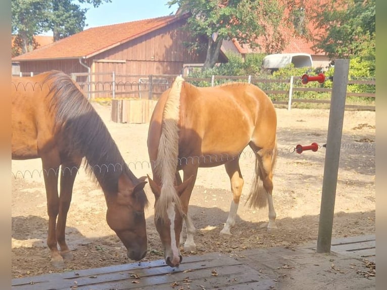 Duitse rijpony Merrie 6 Jaar 148 cm Vos in Bippen