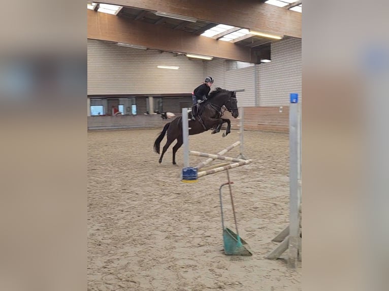 Duitse rijpony Merrie 6 Jaar 148 cm Zwart in Bornheim