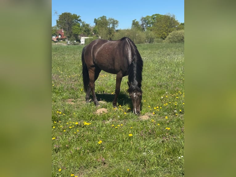 Duitse rijpony Merrie 6 Jaar 148 cm Zwart in Winsen (Aller)