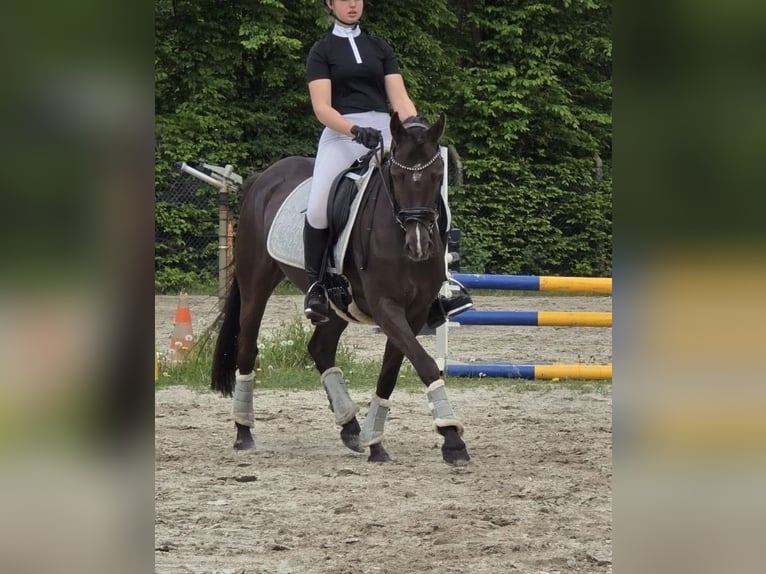 Duitse rijpony Merrie 6 Jaar 148 cm Zwart in Winsen (Aller)