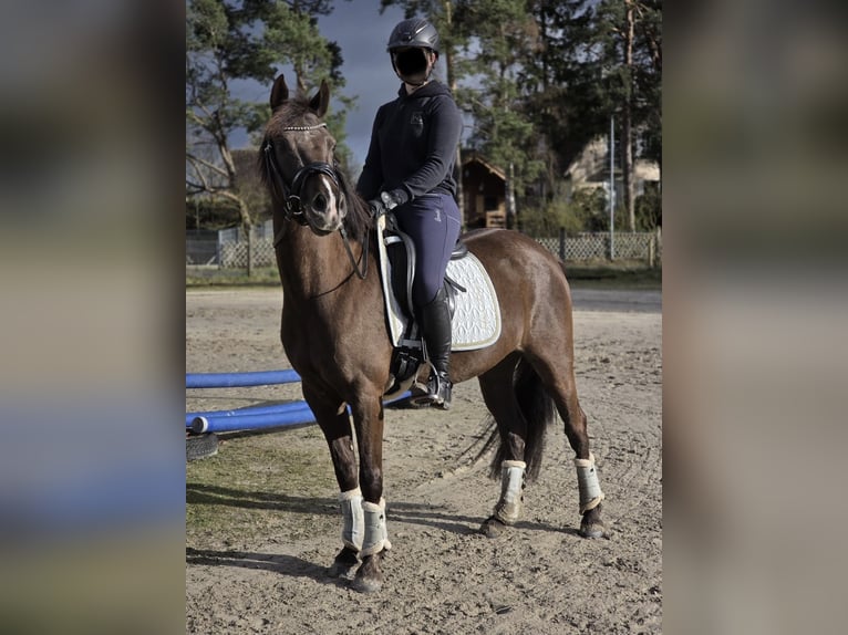 Duitse rijpony Merrie 6 Jaar 148 cm Zwart in Winsen (Aller)