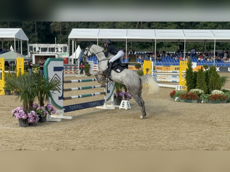 Duitse rijpony Merrie 6 Jaar 149 cm Appelschimmel in Braunschweig