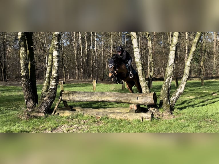 Duitse rijpony Merrie 6 Jaar 149 cm Bruin in TönisvorstTönisvorst